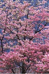 沙盒生活模拟游戏《金垦小镇Dinkum》特别好评！ 现已更新简体中文